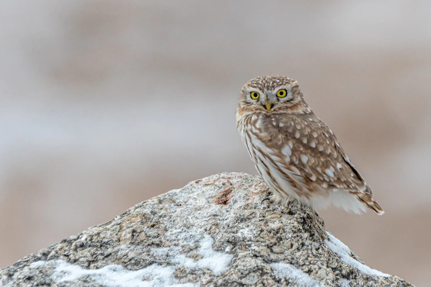 Птица сыч фото и описание Домовый сыч (Athene noctua). Птицы Сибири.