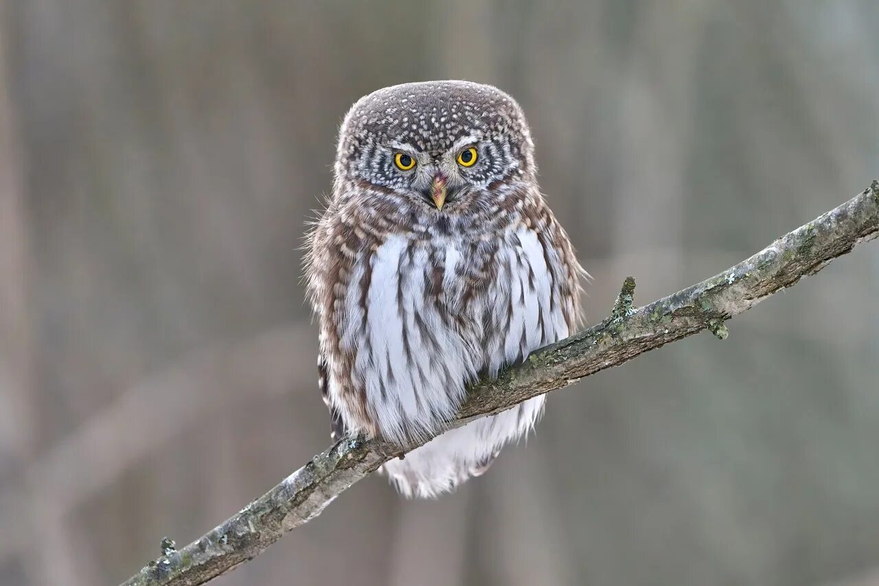 Птица сыч фото и описание Other species (Glaucidium passerinum) St. Petersburg, November 2022 Author: Stas