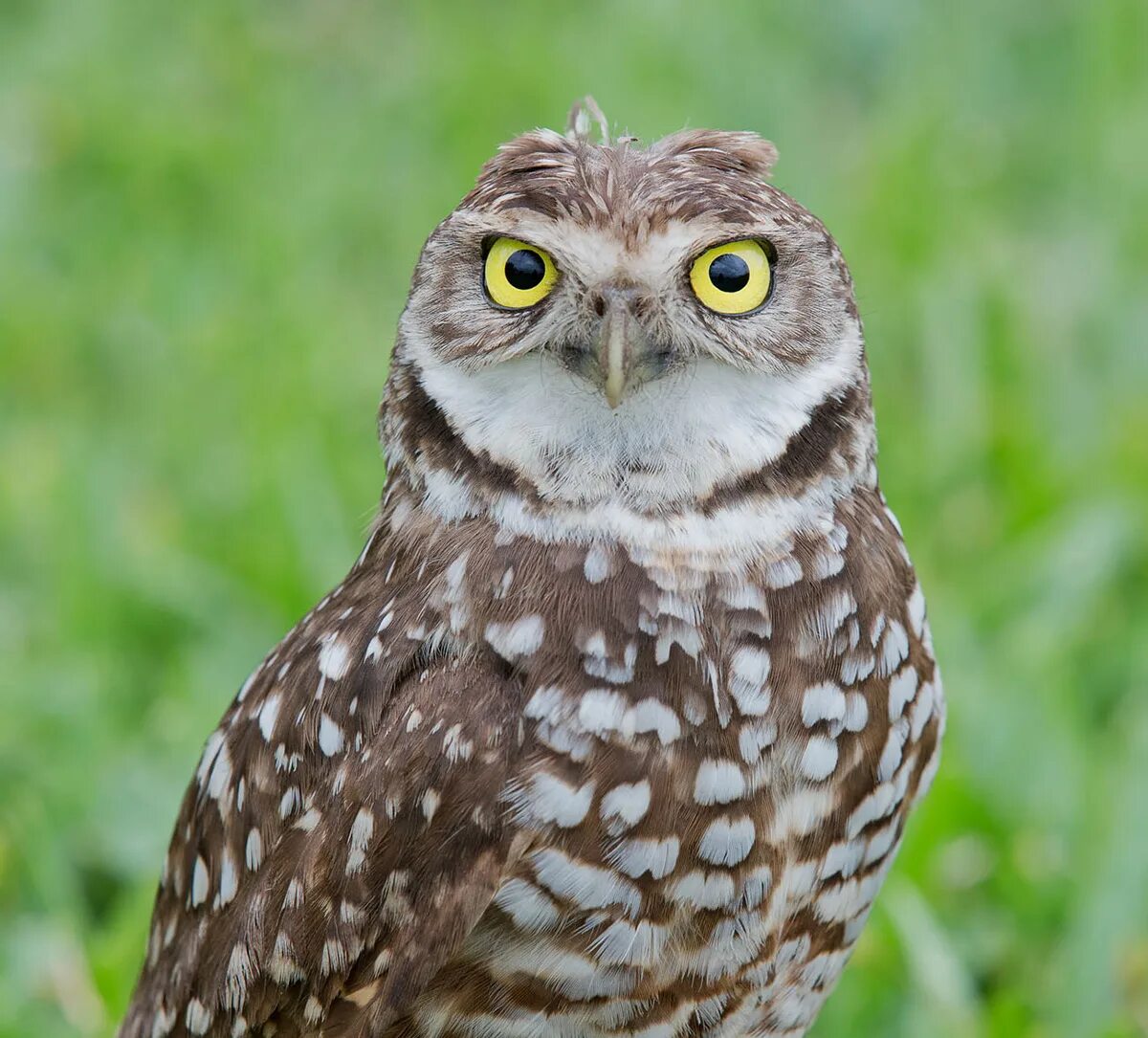 Птица сыч фото и описание Cыч - Burrowing Owl SuperSnimki.Ru