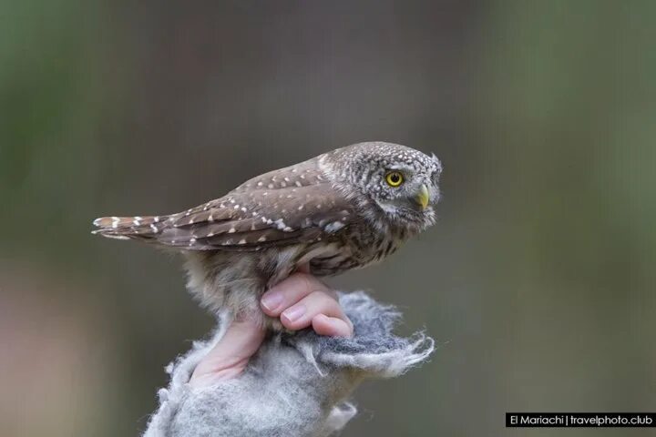 Птица сыч фото и описание Неактивно