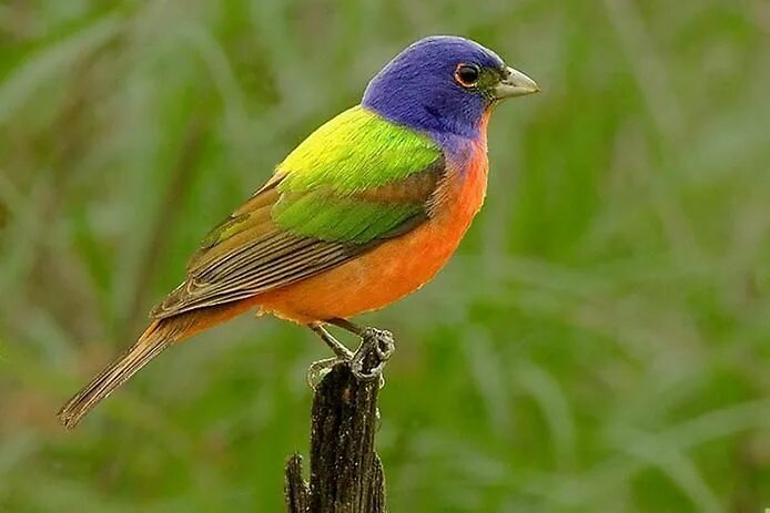 Птица цвета фото название 10 самых красивых птиц Painted bunting, Beautiful birds, Birds wallpaper hd