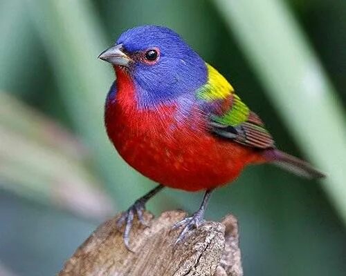 Птица цвета фото название Painted buntings can be found year-round in the southern United States as well a