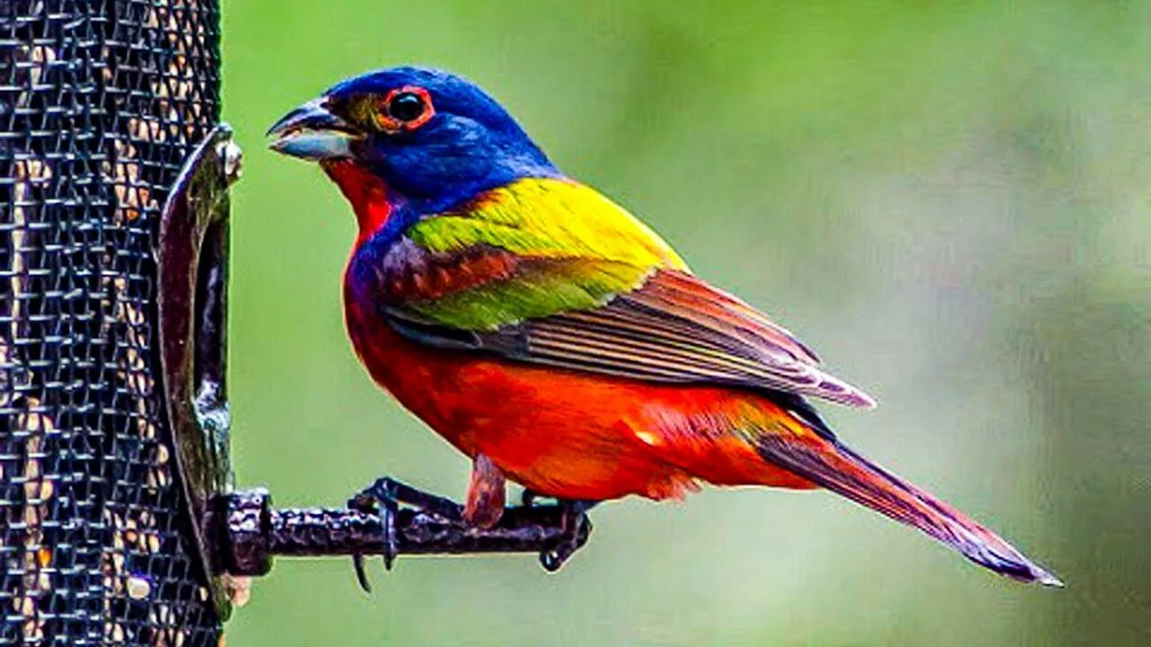 Птица цвета фото название Meet Painted Bunting, The Most Colorful Bird Native To The United States - YouTu