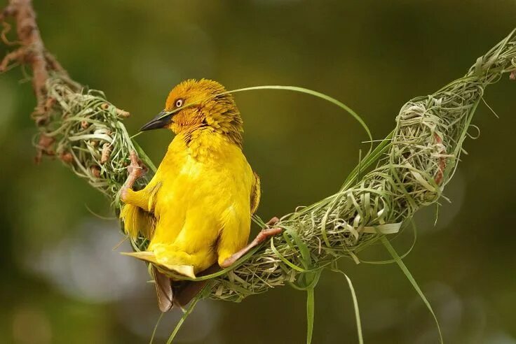 Птица ткач фото Male Cape Weaver (Ploceus capensis) using his acrobatic and weaving skills to co