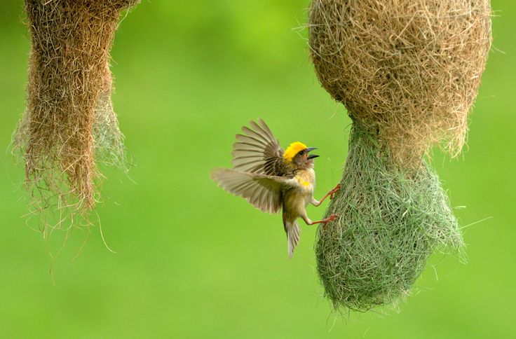 Птица ткач фото In Focus - Animals in the News - The Atlantic Bird, Beautiful birds, Bird nest