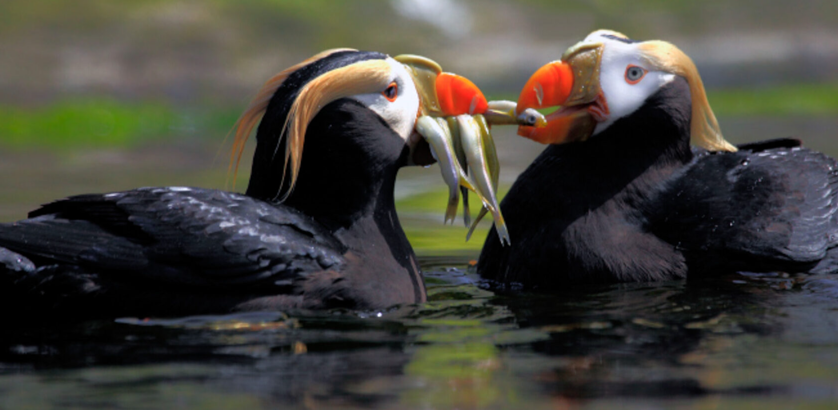 Birding Escapes: Homer, Alaska All About Birds All About Birds