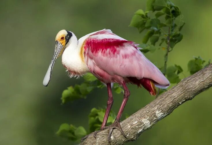 Птица туфелька фото Roseate Spoonbill (Platalea ajaja) a Wading Bird in the Ibis Spoonbill Family an