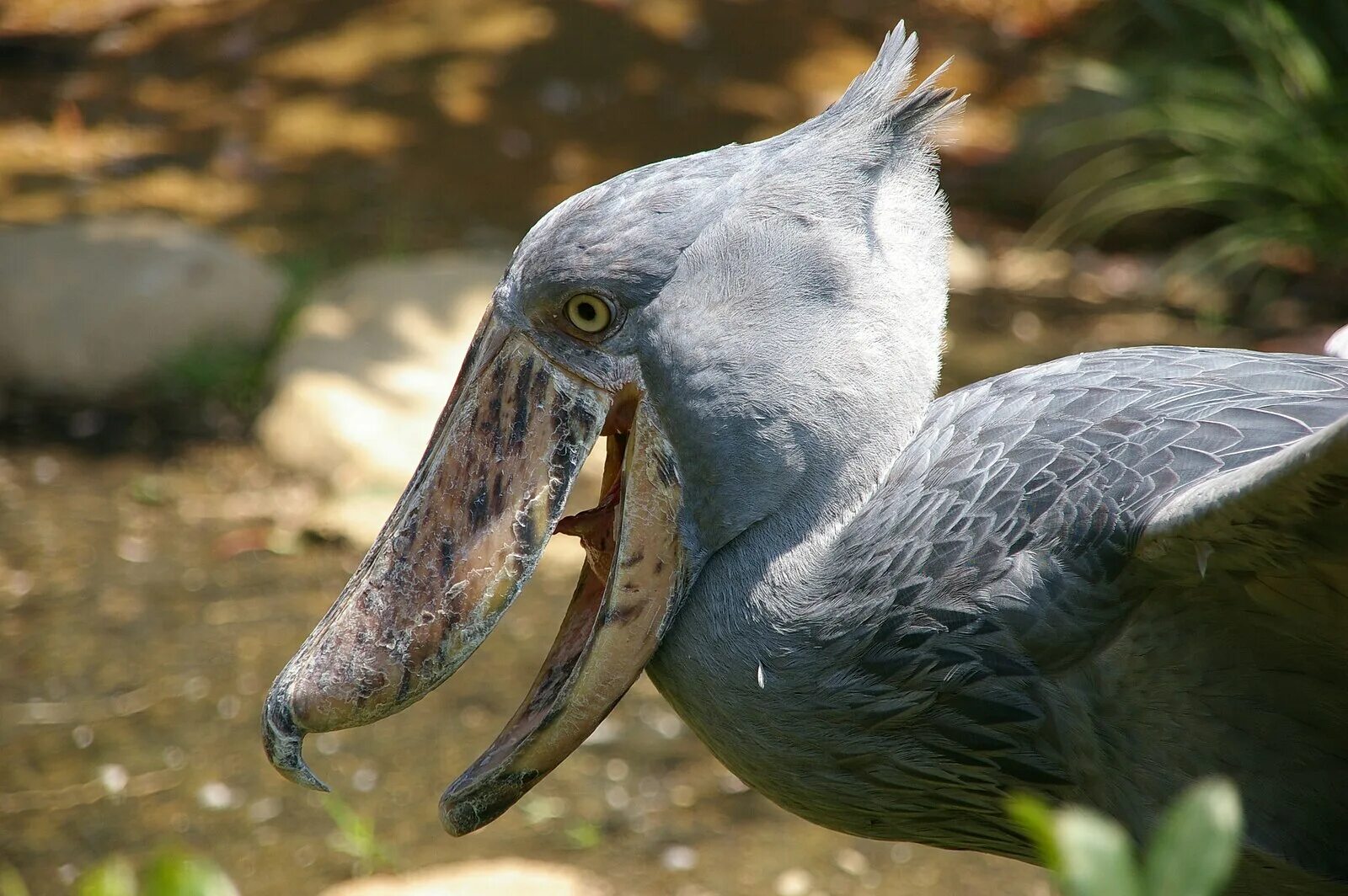 Птица туфелька фото Файл:Balaeniceps rex -Ueno Zoo, Tokyo, Japan -upper body-8a.jpg - Вікіпедія