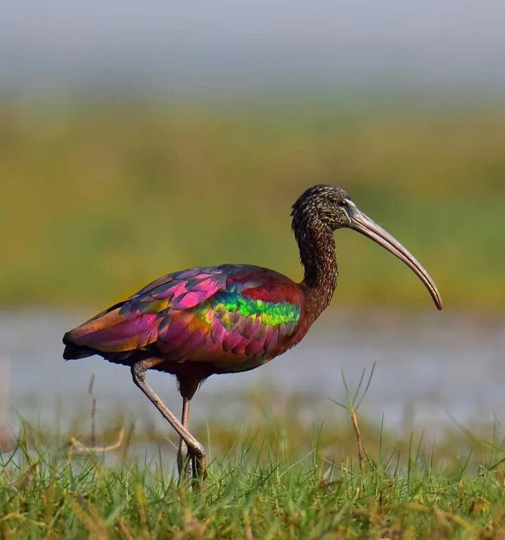 Птица туфелька фото What a gorgeous Ibis. Never seen one this colourful before Birds, Beautiful bird