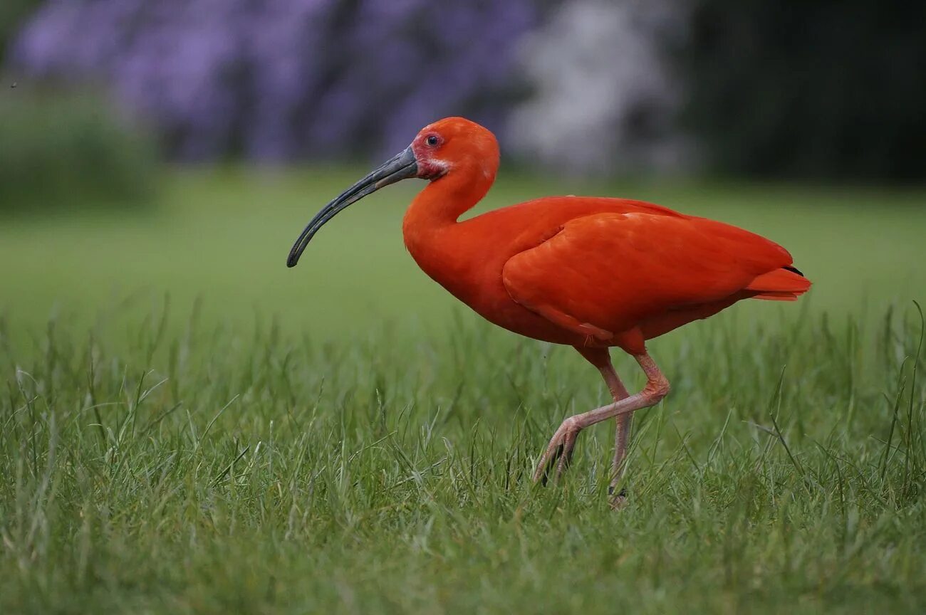 Птица туфелька фото Birds Sound Gallery With Their Names - Паттерн блоков - WordPress.org Русский