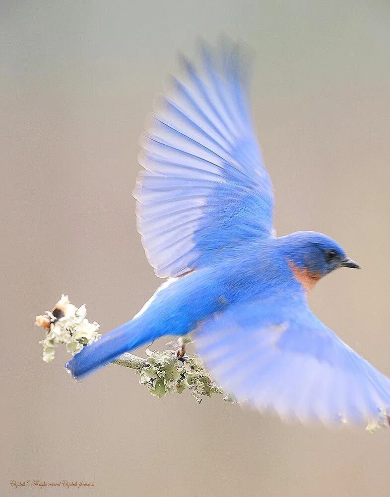 Птица удачи фото Фотография Восточная сиалия - Eastern Bluebird Blue bird, Eastern bluebird, Beau