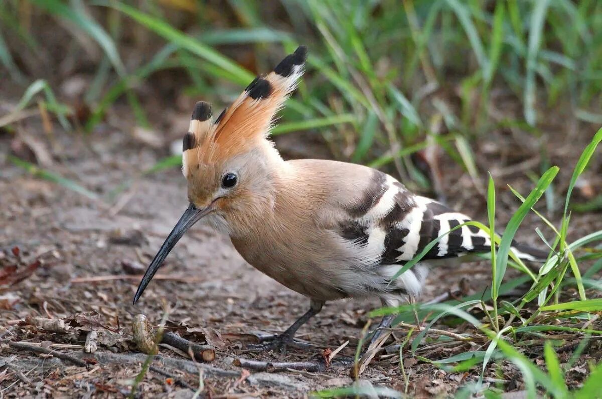 Птица удод фото где обитает Hoopoe (Upupa epops). Birds of Siberia.