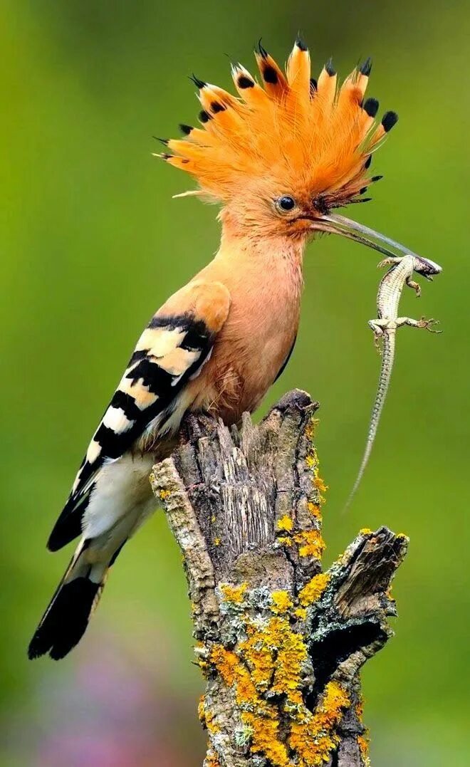 Птица удод фото где обитает Birds And Animals: Hoopoe with dinner! - The hoopoe is a colourful bird that is 