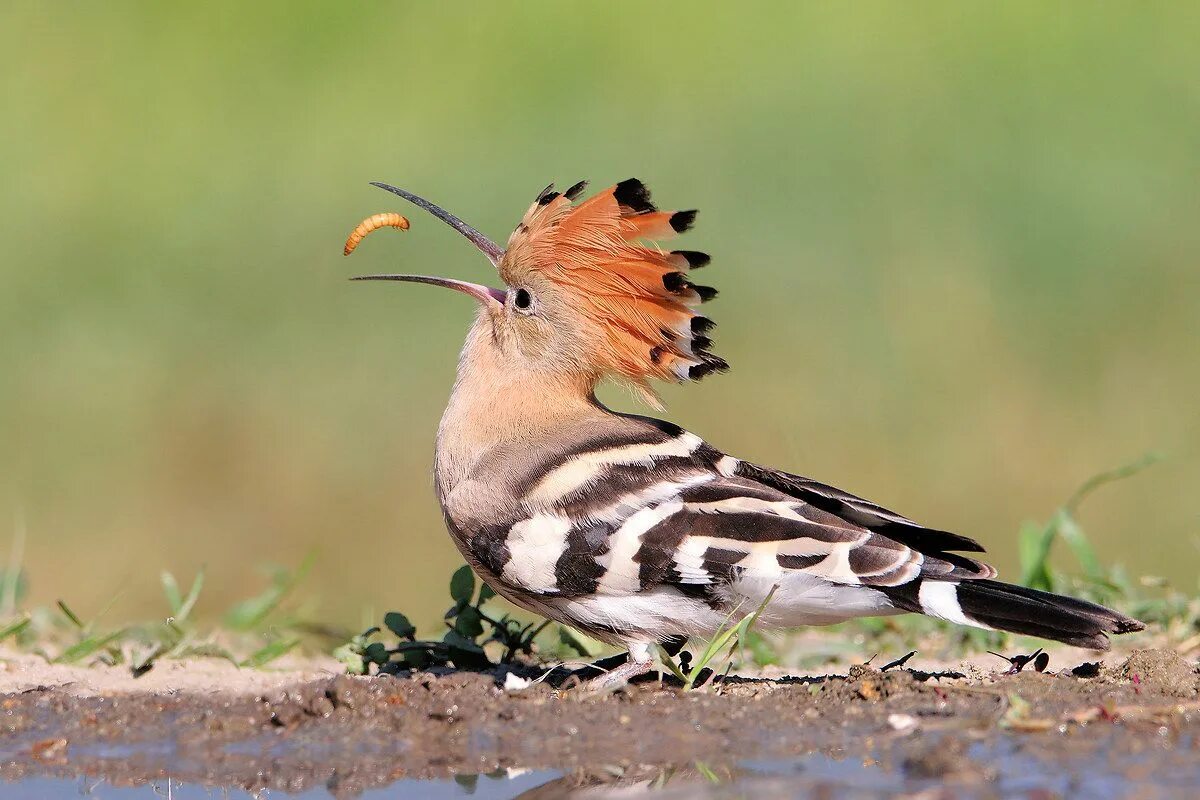 Птица удод фото где обитает Upupa JuzaPhoto Animali belli, Animali pazzi, Animali