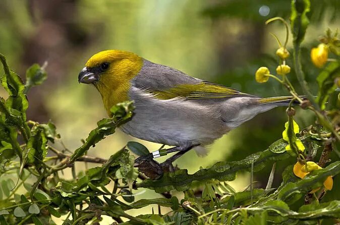 Птица уход фото Endangered Birds Of Hawaii Hawaii is known as the endangered species capital of 