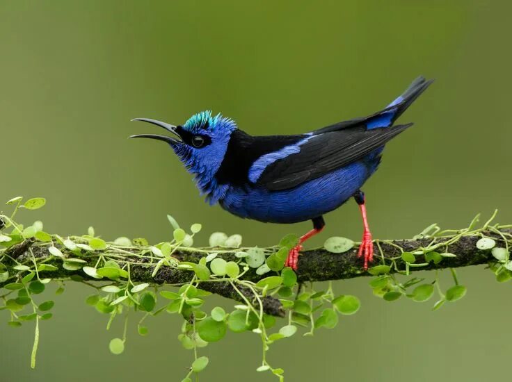 Птица уход фото Red-legged honeycreeper (Cyanerpes cyaneus) Quepos (Costa Rica) Pajaros, Aves, C