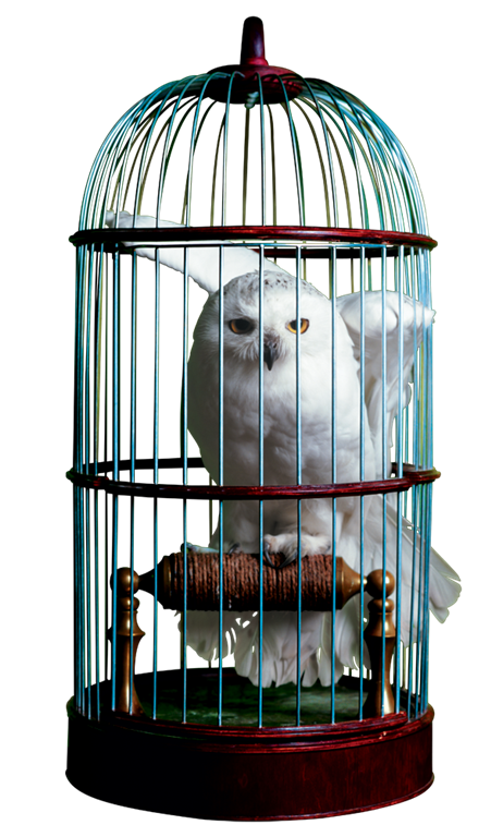 Птица в клетке фото Hedwig ™ In Cage Harry Potter & Hogwarts: Prints Pictures & Posters Collectibles