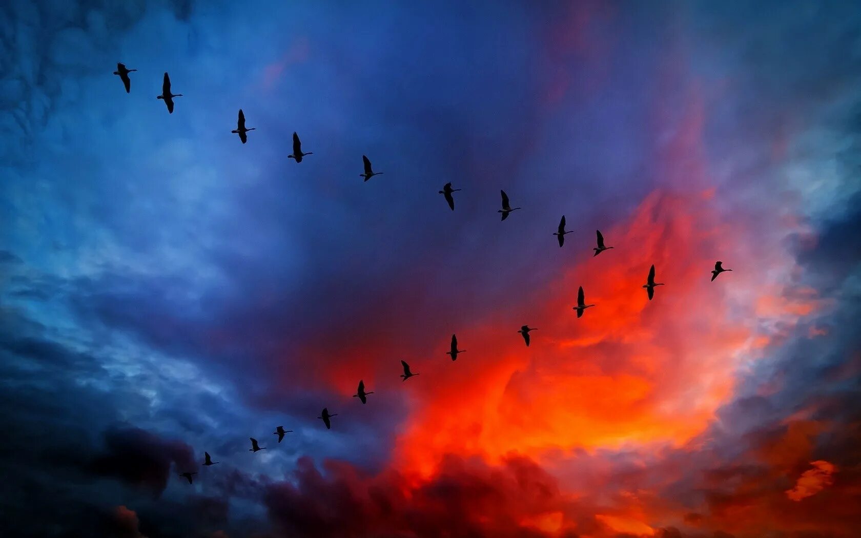 Птица в небе фото Wallpaper : sunlight, birds, sunset, sky, sunrise, evening, atmosphere, dusk, ge