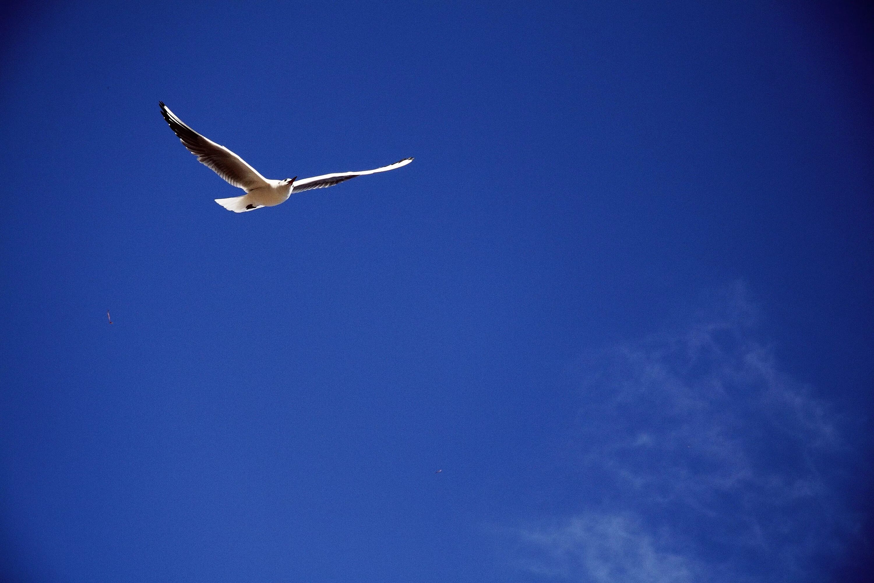 Птица в небе фото Free Images : sea, nature, bird, wing, sky, animal, seabird, seagull, gull, flig