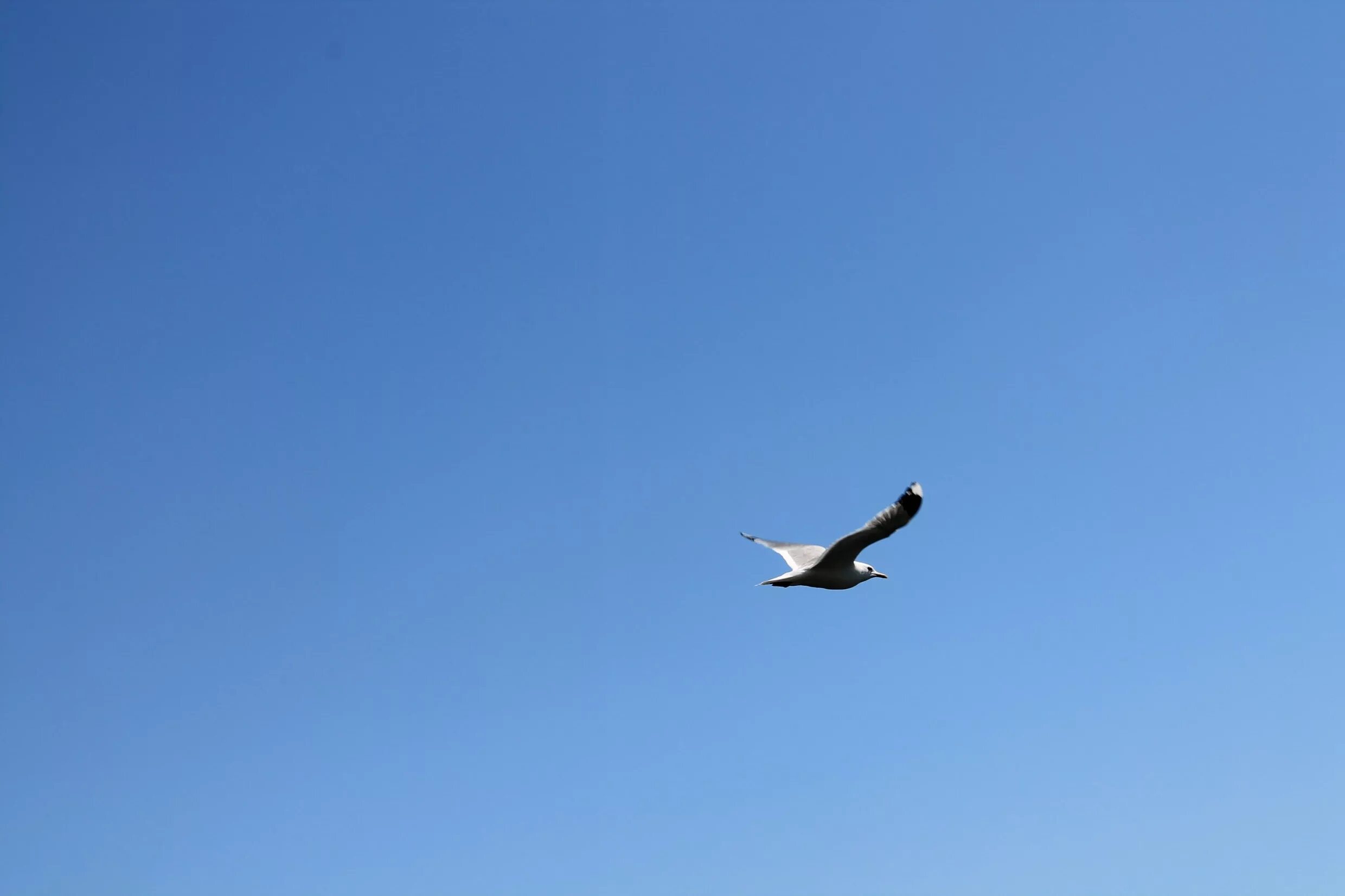 Птица в небе фото Free Images : coast, nature, wing, sky, seabird, heaven, sea bird, birds, free, 