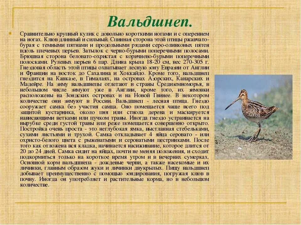 Птица вальдшнеп фото и описание где обитает Вальдшнеп птица описание где обитает чем питается 60 фото - ZooClever.ru