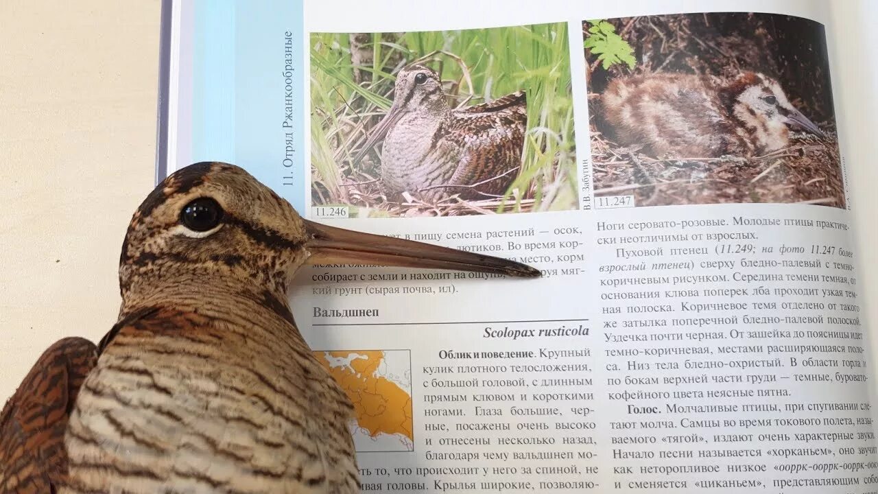 Птица вальдшнеп фото и описание где обитает У вальдшнепа самые яркие белые перья в птичьем мире - Хлебопечка.ру