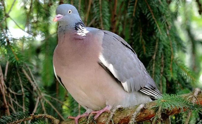 Птица витютень фото и описание Le pigeon ramier (Columba palumbus) ou Palombe Oiseaux de france, Pigeon ramier,