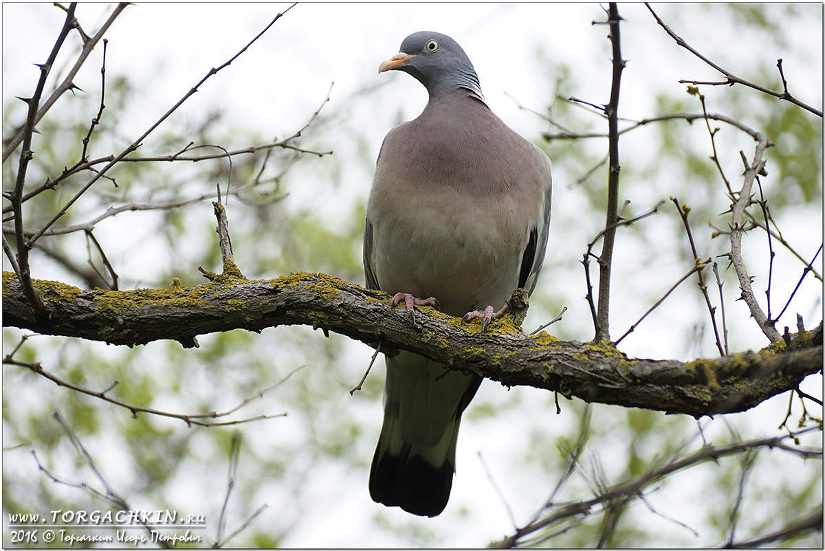 Yuri Litvinsev-"Jurgen's Dreams"(Pigeon) - YouTube