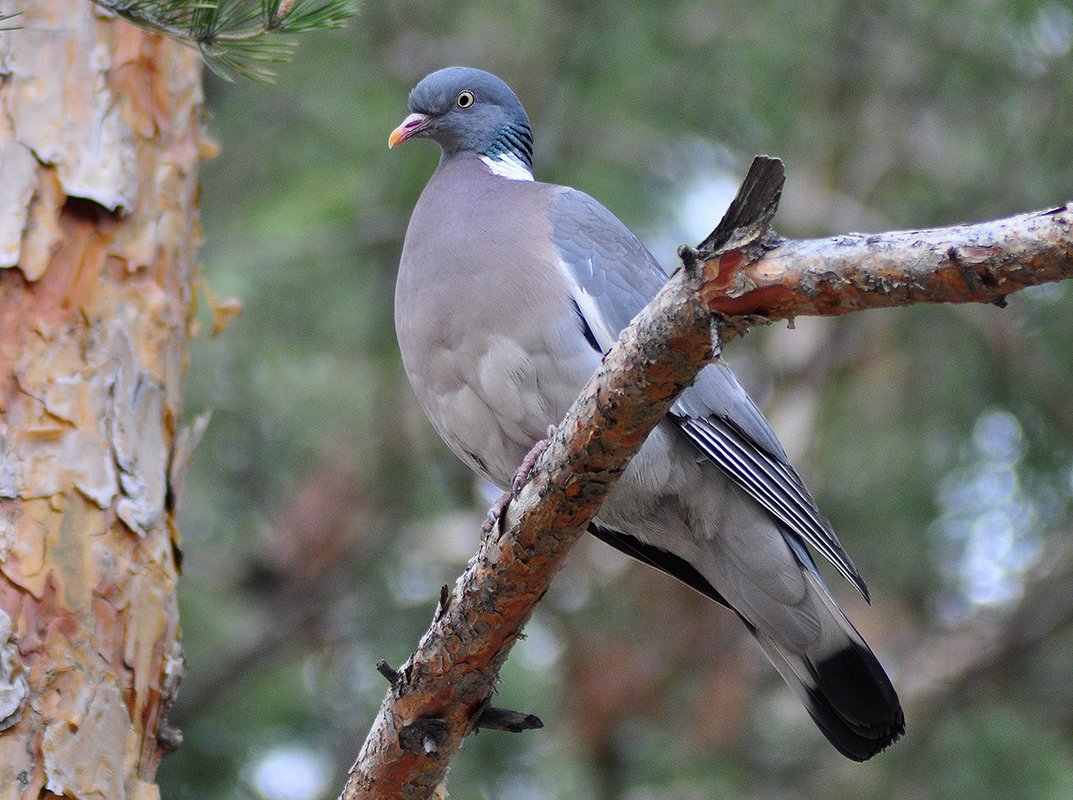 Птица витютень фото и описание Вяхирь (Витютень) (Columba palumbus) - Фото № 1365908