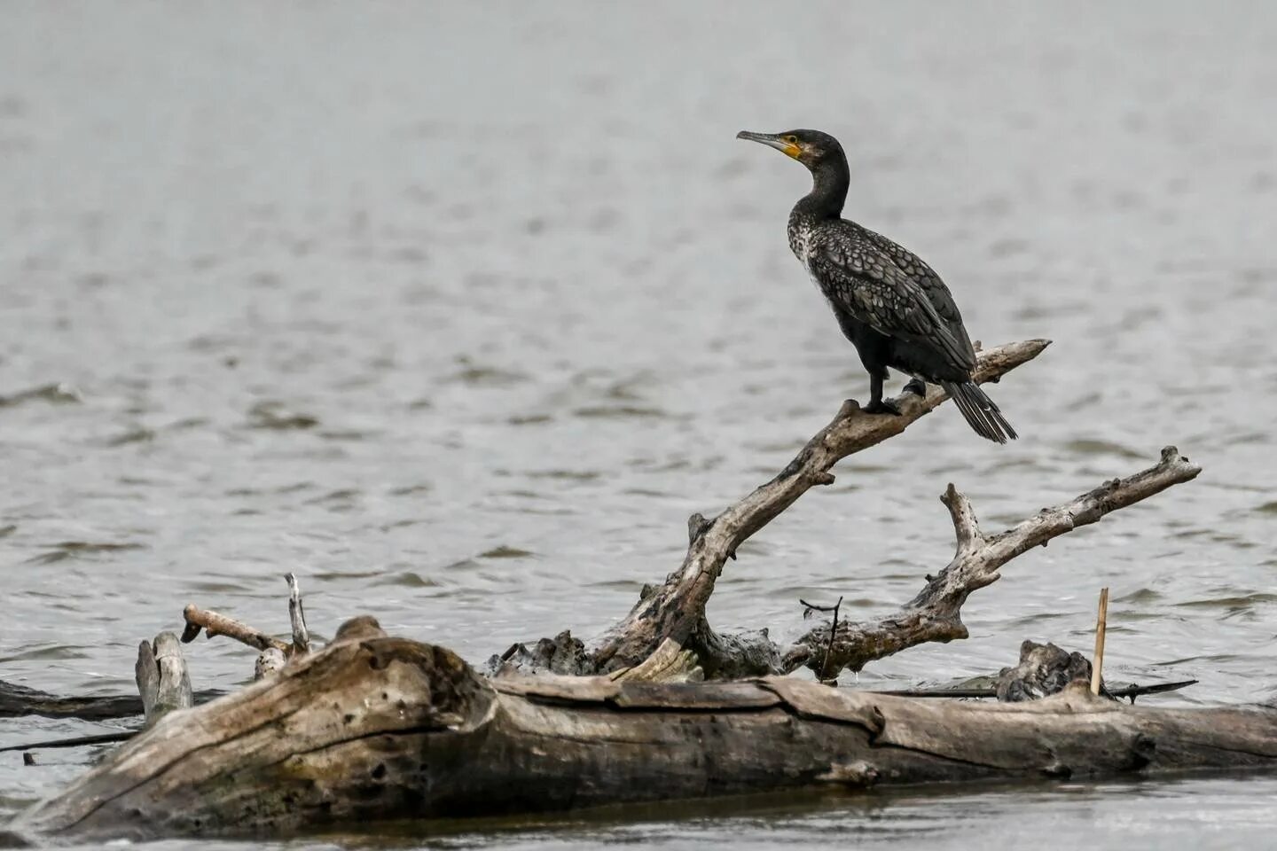 Птица волга фото Phalacrocorax carbo 59 фото - ZooClever.ru