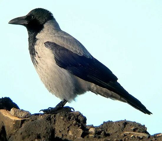 Птица ворона фото и описание Hooded Crow