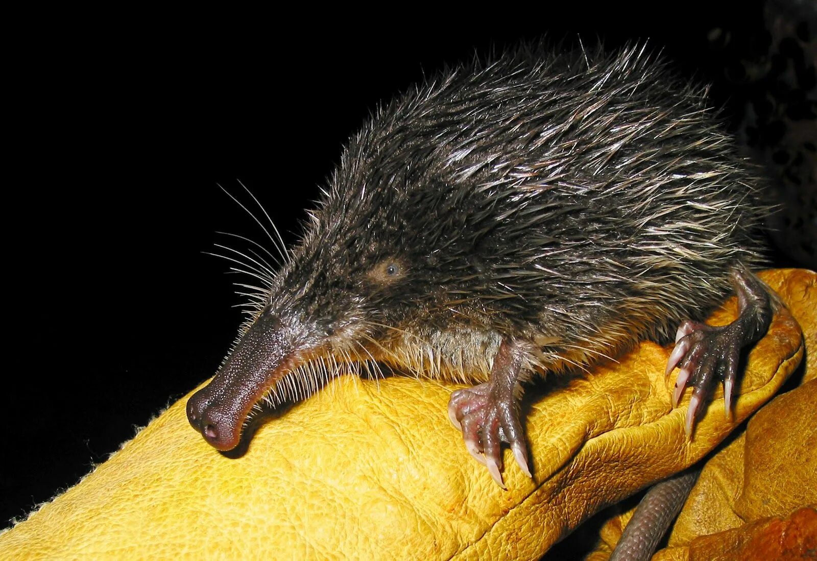 Птица выхухоль фото картинки vychuchol pyrenejský-Galemys pyrenaicus Mammals, Animals, Marsupial