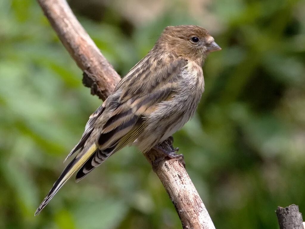 Птица вьюрок фото и описание Воробьеобразные Passeriformes Вьюрковые (Fringillidae) Корольковый вьюрок