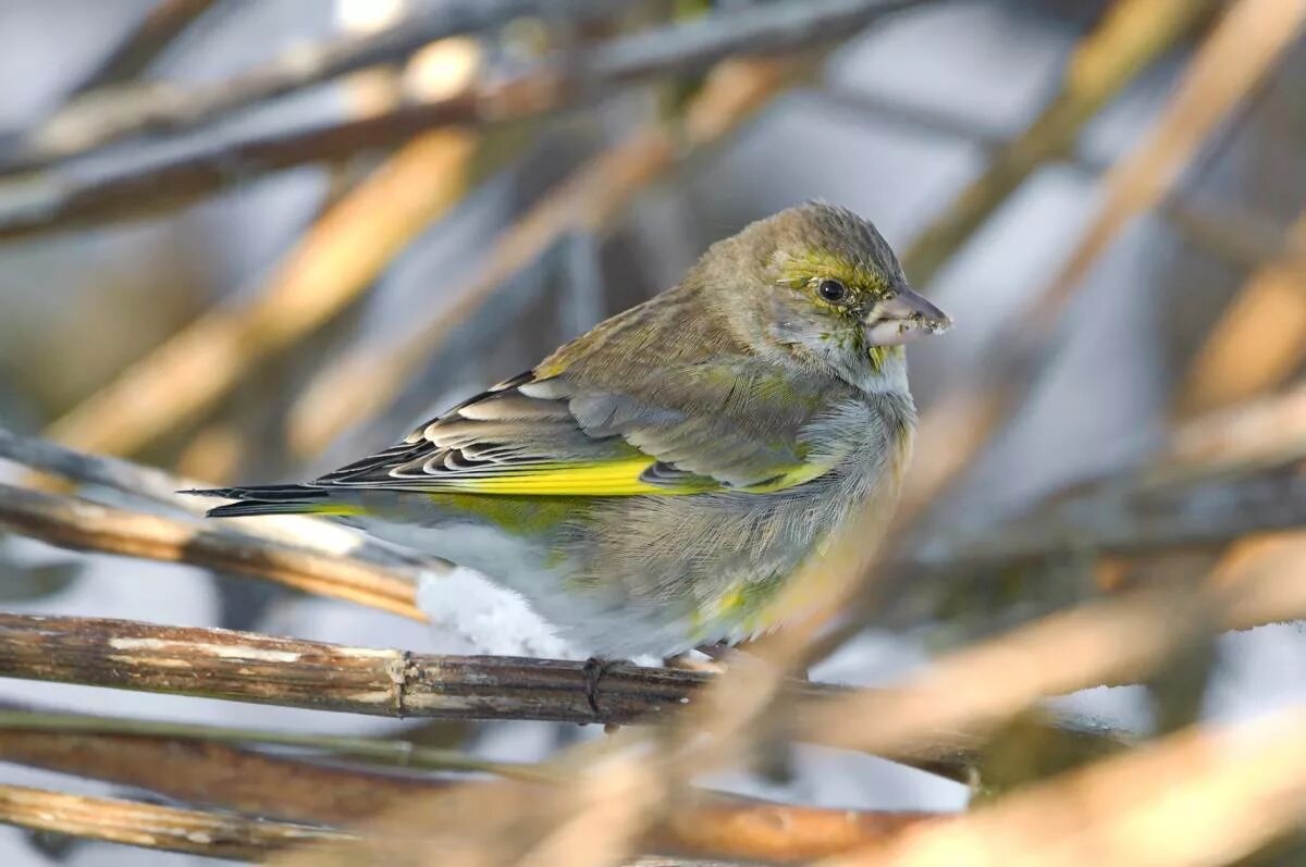 Птица зеленушка фото и описание European Greenfinch (Chloris chloris). Birds of Siberia.