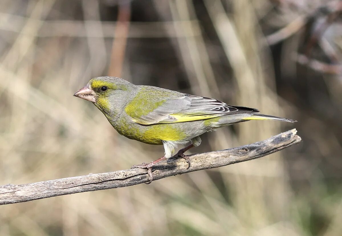 Птица зеленушка фото и описание Обыкновенная зеленушка (Carduelis chloris). Птицы Кыргызстана.