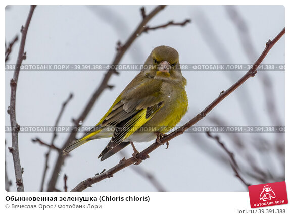 Птица зеленушка обыкновенная фото и описание Обыкновенная зеленушка (Chloris chloris) Стоковое фото № 39391388, фотограф Вяче