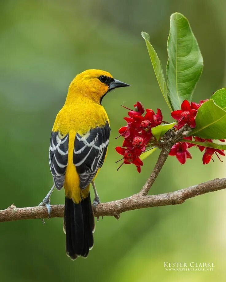 Птица желтого цвета фото saffron finch cris figueired hasil gambar untuk jual burung finch ... Beautiful 