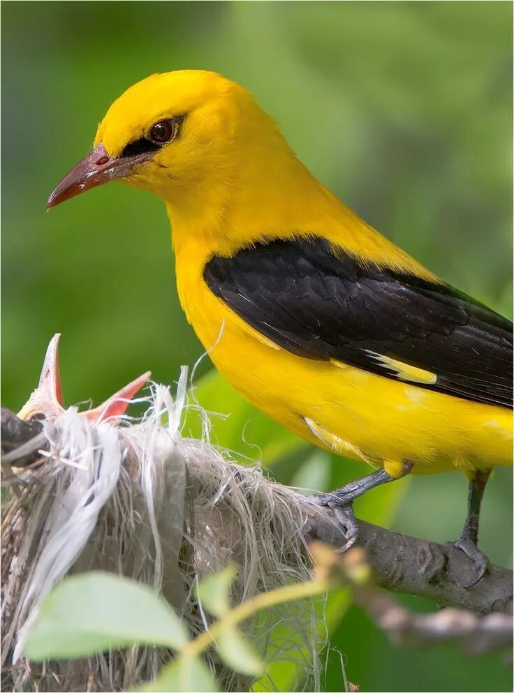 Птица желтого цвета фото The Indian Golden Oriole, (Oriolus kundoo) is a species of oriole found in the I