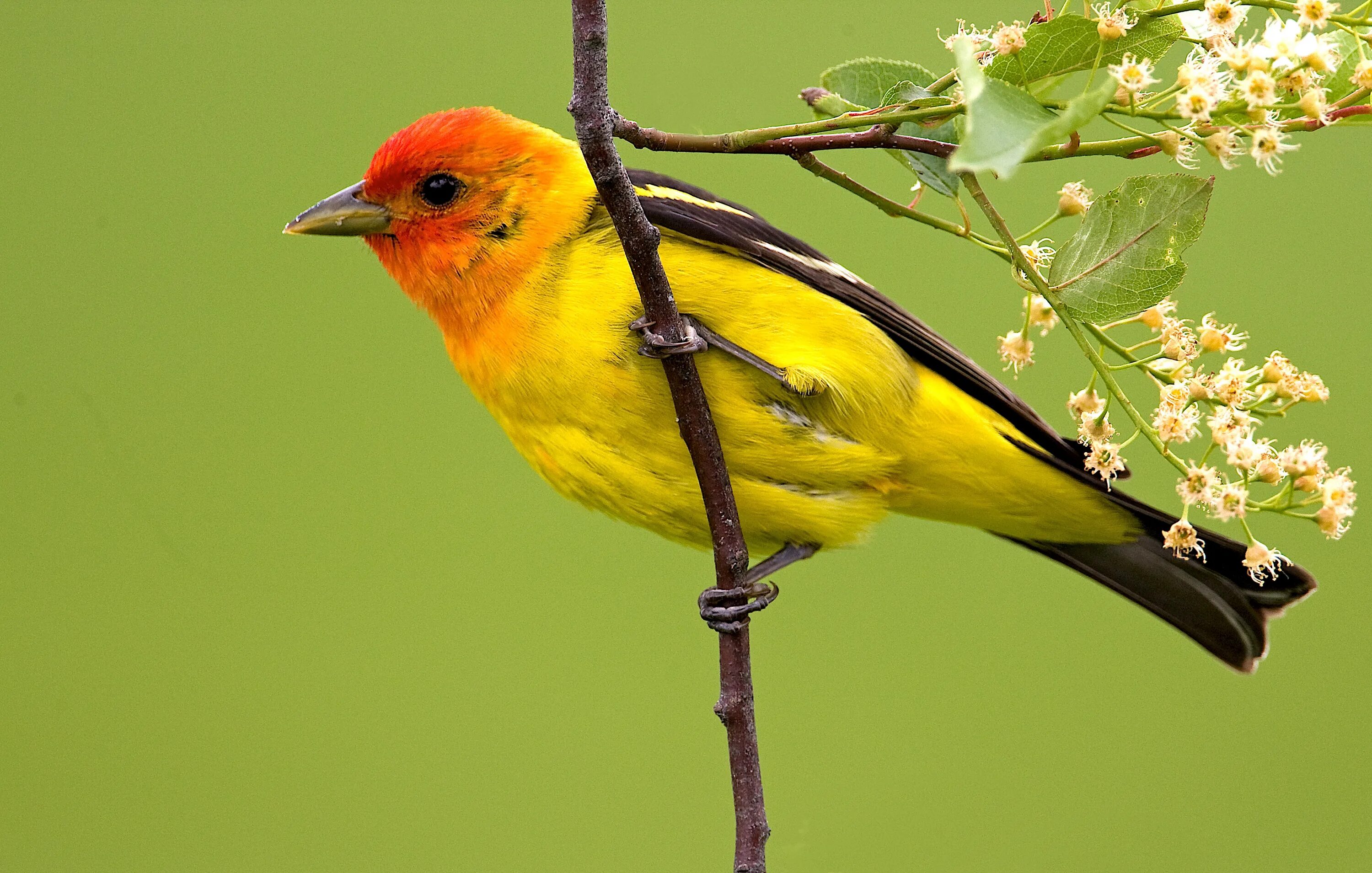 Птица желтого цвета фото Backyard Wildlife Color of the Week: YELLOW - The National Wildlife Federation B