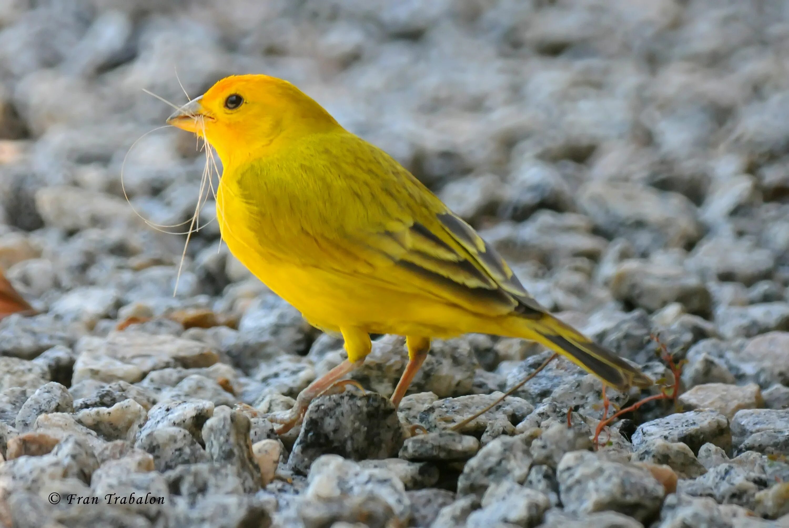 Птица желтого цвета фото Saffron finch Finches bird, Bird, Yellow bird