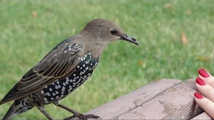 Птица живет в московской области фото Птицы в Москве и Подмосковье. Birds of Moscow and in the Moscow region, Russia.