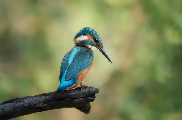 Птица зимородок фото и описание Time for the hunt. Both the kingfisher and I hunt at the same time #живая_природ