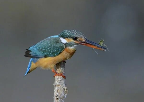 Птица зимородок фото и описание Top 25 Wild Bird Photographs of the Week #60 Common kingfisher, Wild birds, Beau