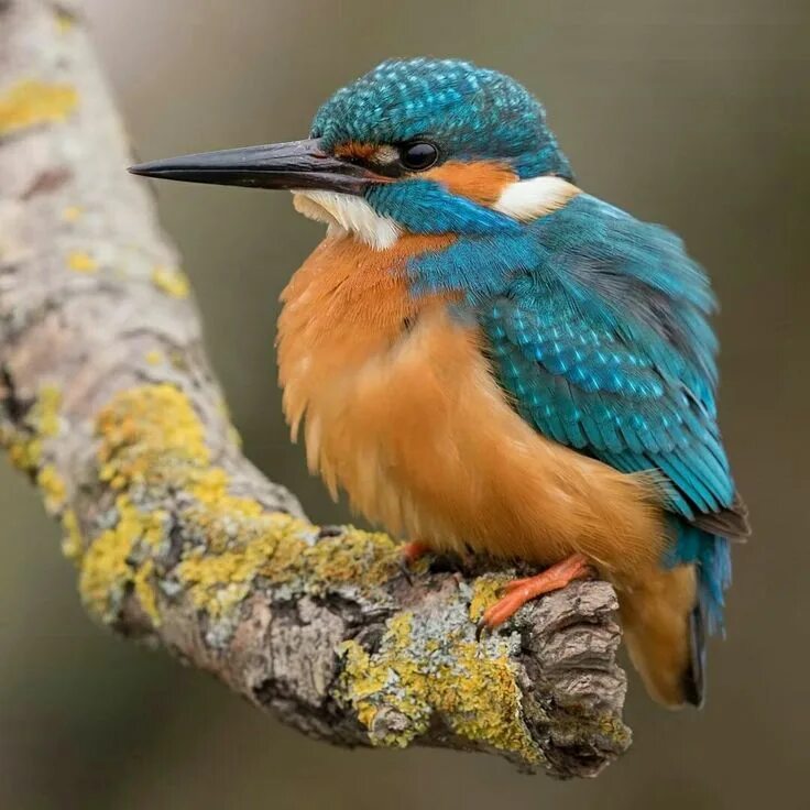 Птица зимородок фото и описание Pin on Радужные птицы Kingfisher, Animals, Bird