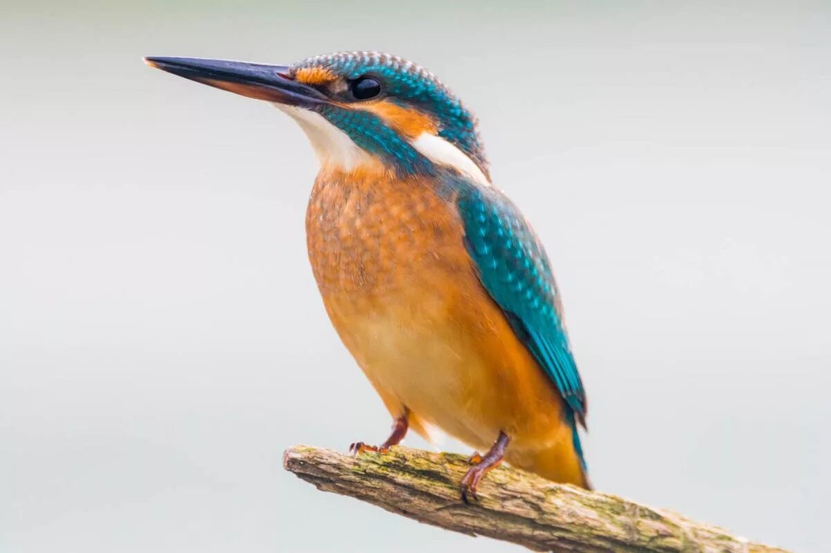 Птица зимородок фото и описание Common Kingfisher (Alcedo atthis). Birds of Siberia.