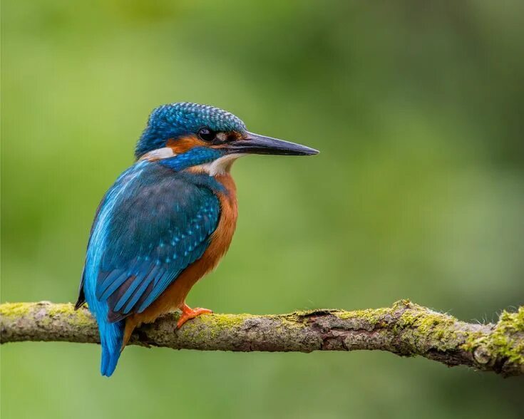 Птица зимородок фото и описание Kingfisher, Focus photography, Hd wallpaper