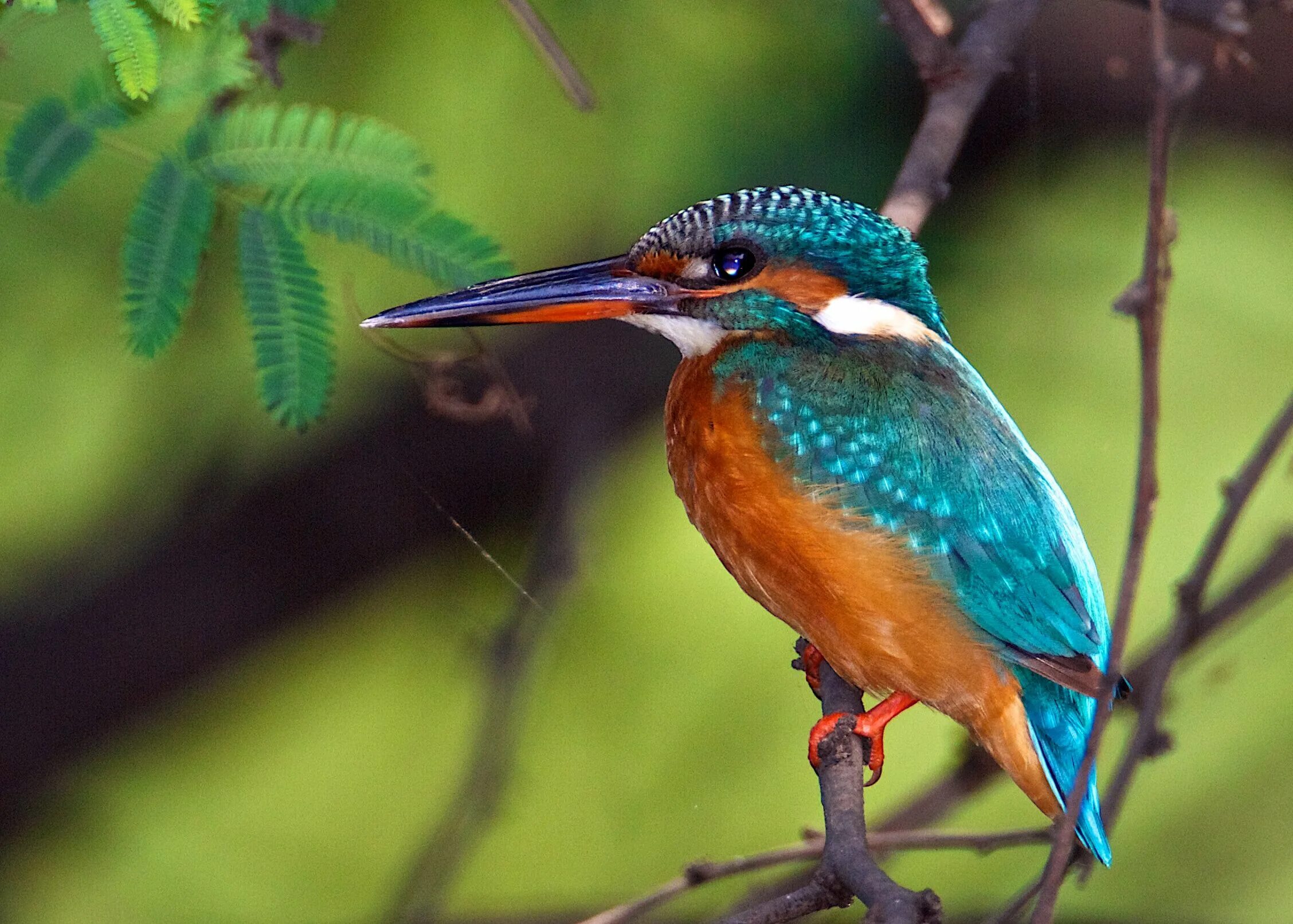 Птица зимородок фото и описание common kingfisher Common Kingfisher (Alcedo atthis) Perched at eye level on the 