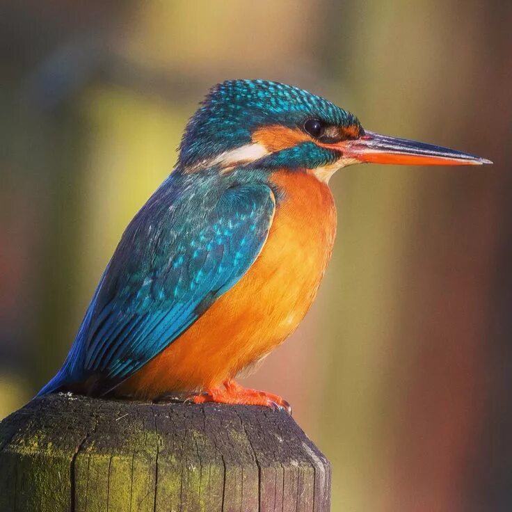 Птица зимородок фото и описание Beautiful female kingfisher in Hertfordshire. (*) Твиттер Kingfisher, Beautiful 