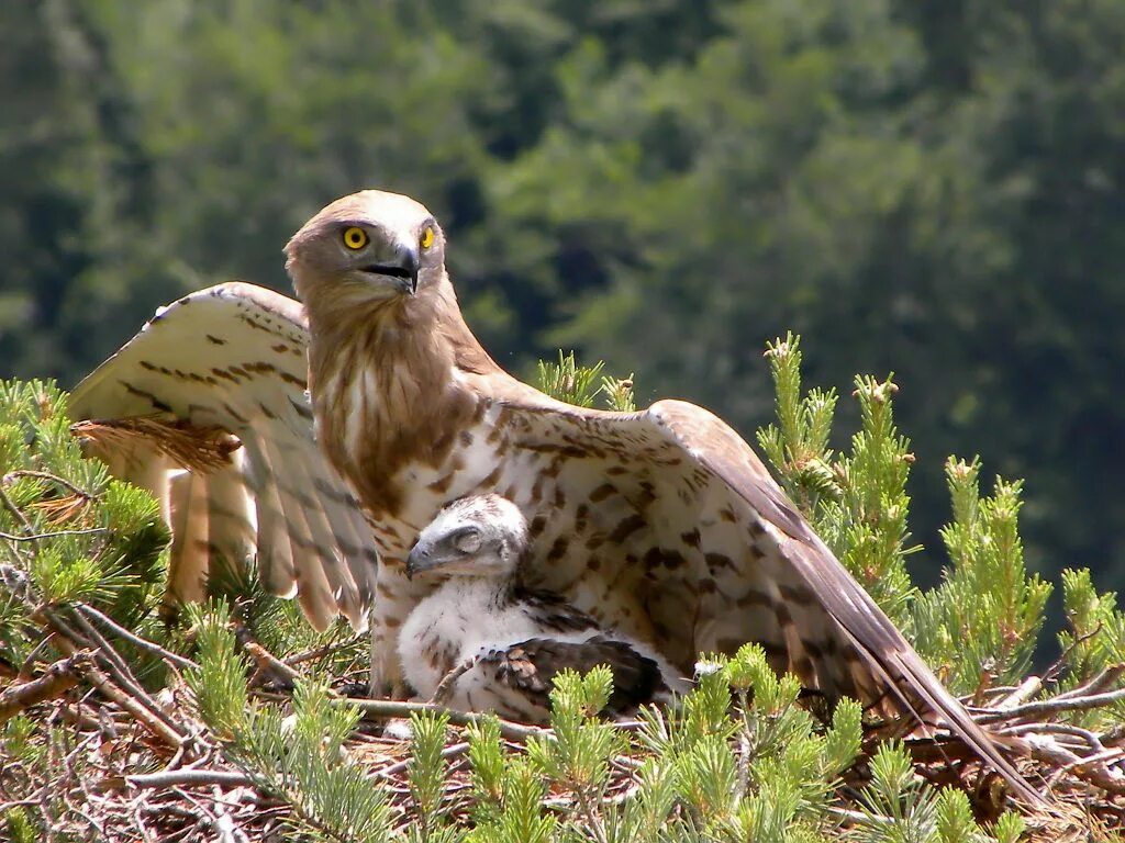 Птица змееяд фото Reviews " HoverOverUs * Short-toed-Eagle Birds of prey, Eagle, Prey