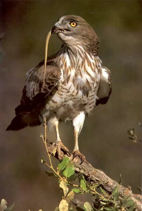 Хищная птица змееяд Pet birds, Largest bird of prey, Birds of prey